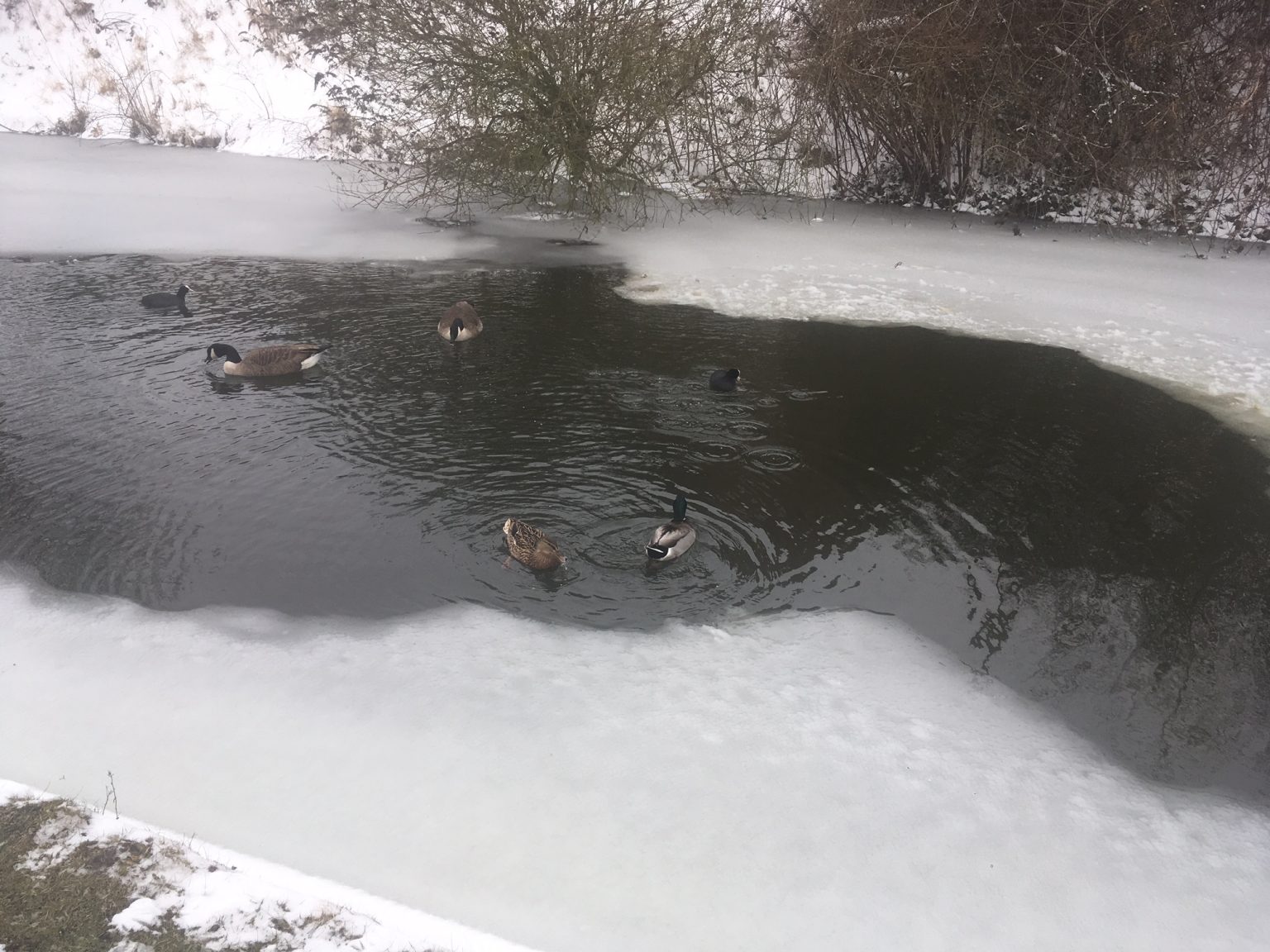 Feeding the ducks in winter Quack Snacks